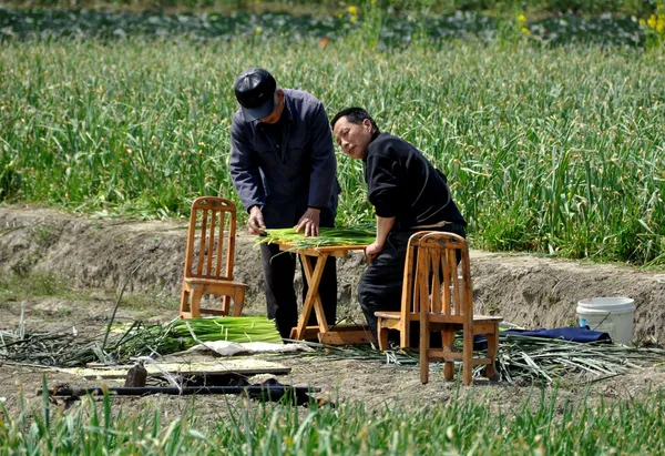 Pengzhou, China: Farmers Bundling Green Garlic — Stock Photo, Image