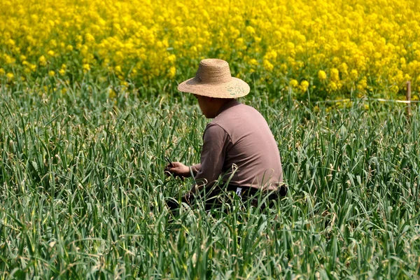 Pengzhou, China: Fazendeiro cortando alho verdes — Fotografia de Stock