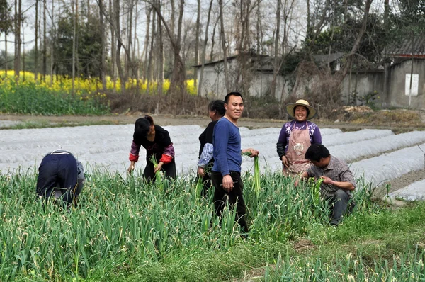 Pengzhou, china: boeren oogsten groene knoflook — Stockfoto