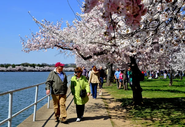 Washington, DC : Tidal Basin Cherry Trees — Photo