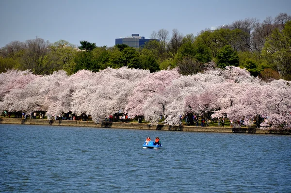 Washington, dc: getijde bekken cherry bomen — Stockfoto