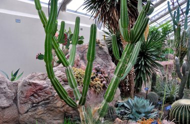 Washington, dc: cact displayi op u. s. botanic garden