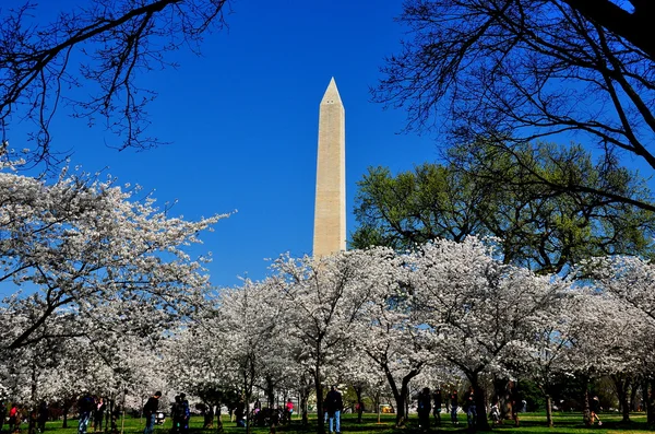 Washington, DC: Flores de cerezo enmarcan el monumento a Washington —  Fotos de Stock