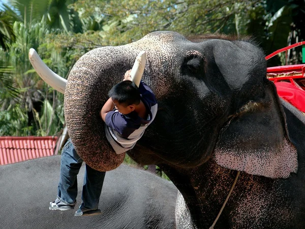Pattaya, Tailândia: Menino com Elefante no Nong Nooch Gardens — Fotografia de Stock