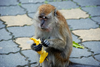 Penang, Malezya: maymun peeling muz