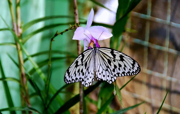 Batu ferringhi, Malajsie: motýl pít nektar — Stock fotografie