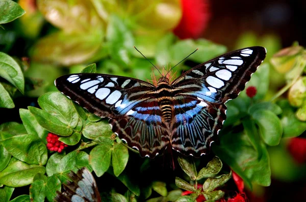 Batu ferringhi, malaysia: Schmetterlinge nippen an Nektar — Stockfoto