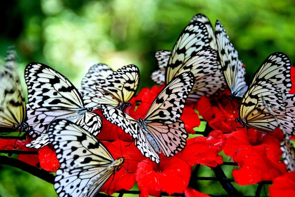 Batu ferringhi, Malezya: nektarı yudumlarken kelebekler — Stok fotoğraf