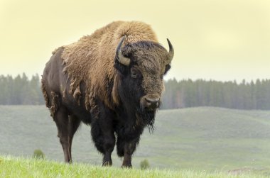 bizon yağmur yellowstone Milli Parkı