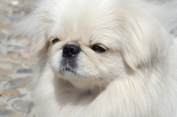 Pekinéz profil — Stock fotografie