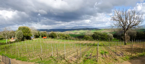Vista general del viñedo en Toscana —  Fotos de Stock