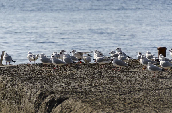 Seagulls on the pier — Stock Photo, Image