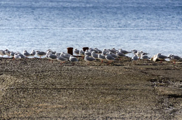 Gaivotas no cais — Fotografia de Stock