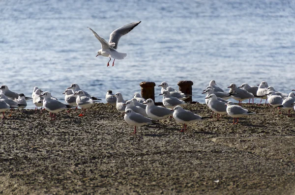 Möwen auf dem Pier — Stockfoto