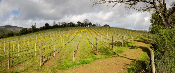 Översikt vingård i Toscana — Stockfoto