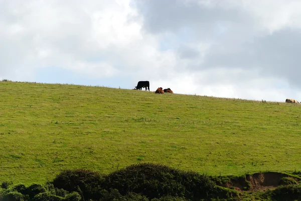 Vacas en Port Isaac — Foto de Stock