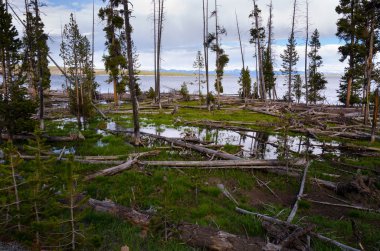 yellowstone Gölü ağaçta