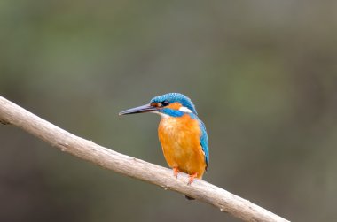 Kingfisher clipart