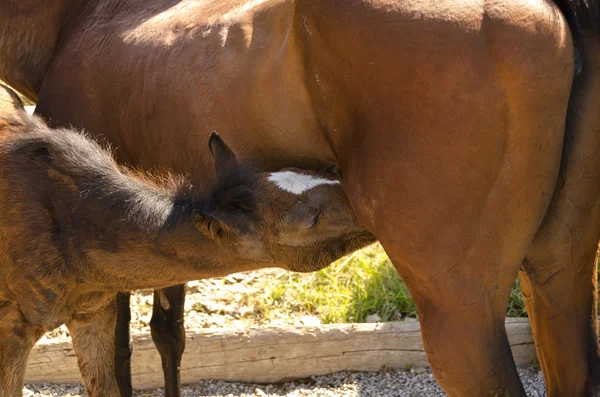 Paard en veulen — Stockfoto