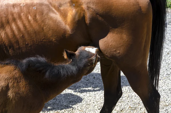 Pferd und Fohlen — Stockfoto