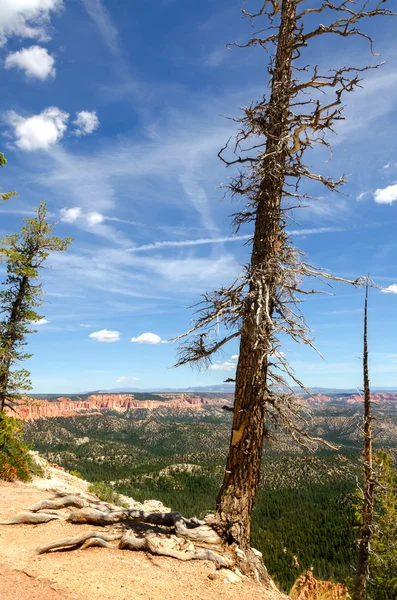 Bryce Canyon — Stock Photo, Image