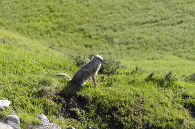 yellowstone yılında çakal
