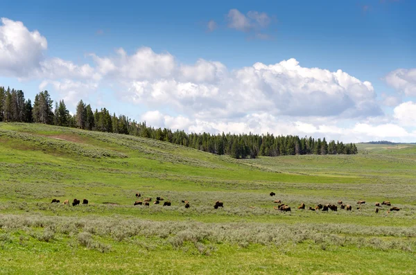 Bison στο yellowstone — Φωτογραφία Αρχείου