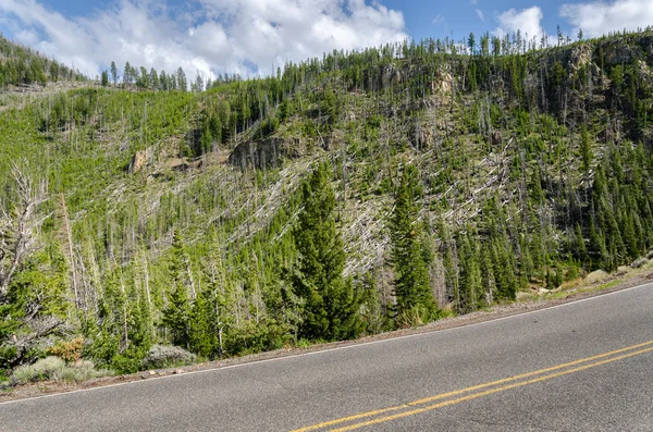 Silnice v yellowstone — Stock fotografie