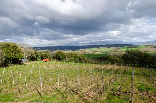 Wijngaard in Toscane — Stockfoto