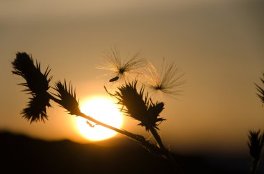 güneş doğarken çiçek