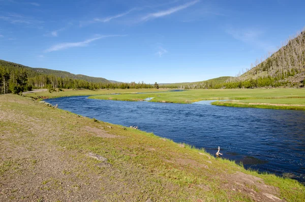River in Yellowstone — Stock Photo, Image