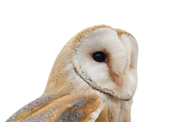 Barn owl — Stock Photo, Image