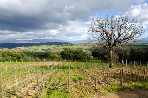 Vingård i Toscana — Stockfoto