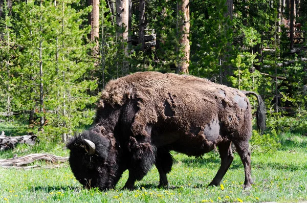 Bison à Yellowstone — Photo