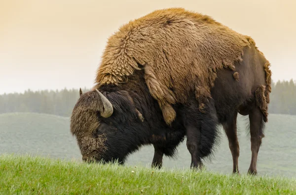 Bison in Yellowstone — Stockfoto