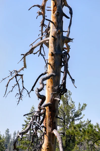 Tangled branches in Yosemite — Stock Photo, Image