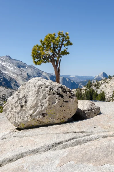 Alberi a Yosemite — Foto Stock