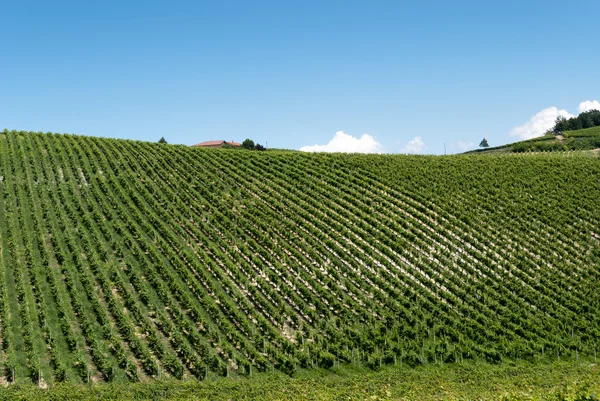 Виноградник в Пьемонте — стоковое фото