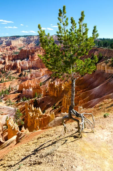 Tree in Bryce Canyon — Stock Photo, Image