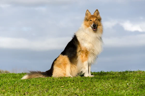 Collie na trawniku — Zdjęcie stockowe