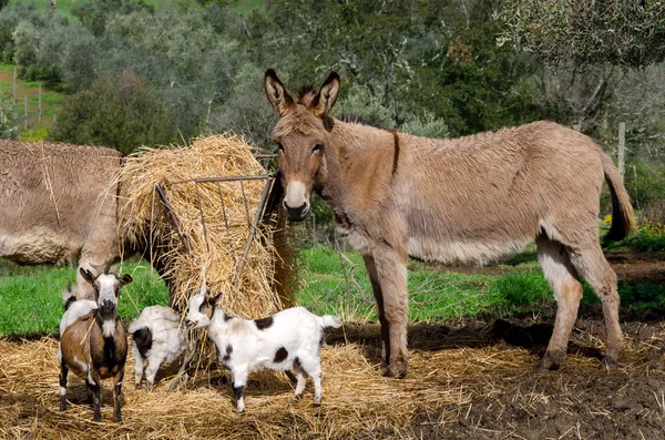 Esel und Ziegen in der Toskana — Stockfoto