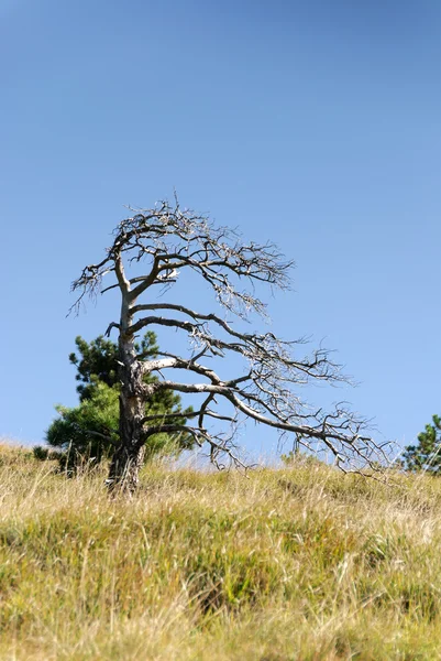 Baum vom Wind gebeugt — Stockfoto