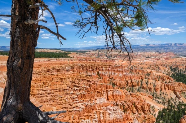 Bryce Canyon — Stock Photo, Image