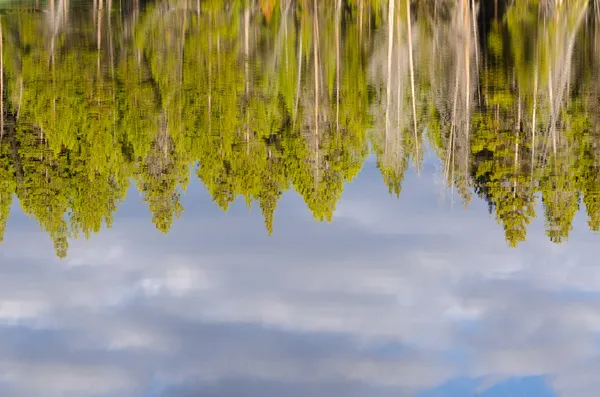 Drzewa odzwierciedlenie jeziora yellowstone — Zdjęcie stockowe