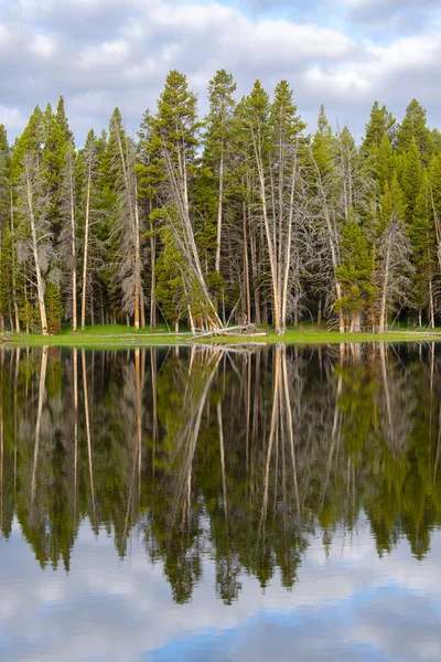 나무 반영 옐로스톤 호수 — 스톡 사진