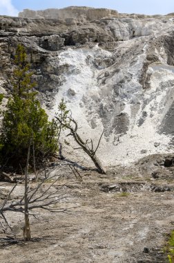 Yellowstone'da mamut hot springs