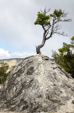 Yellowstone'da mamut hot springs