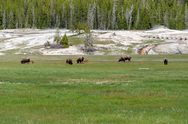 Bison med kalvar i yellowstone — Stockfoto