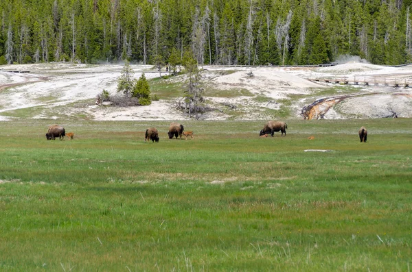 Bison met kalveren in yellowstone — Stockfoto