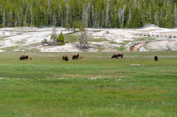 Bison with calves in Yellowstone